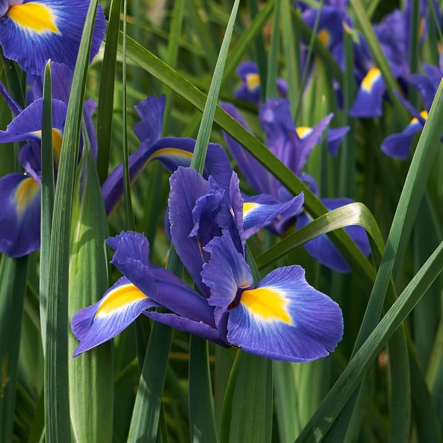 Blue Iris Flower seeds for Planting - Garden Favorite, Heirloom & GMO Free Seeds for Home Garden