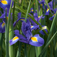 Blue Iris Flower seeds for Planting - Garden Favorite, Heirloom & GMO Free Seeds for Home Garden