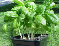 Basil Vegetable Seeds For Planting Seeds