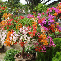 Mixed Bougainvillea Flower seeds for Planting - Low Maintenance, Heirloom & GMO Free Seeds for Home Garden