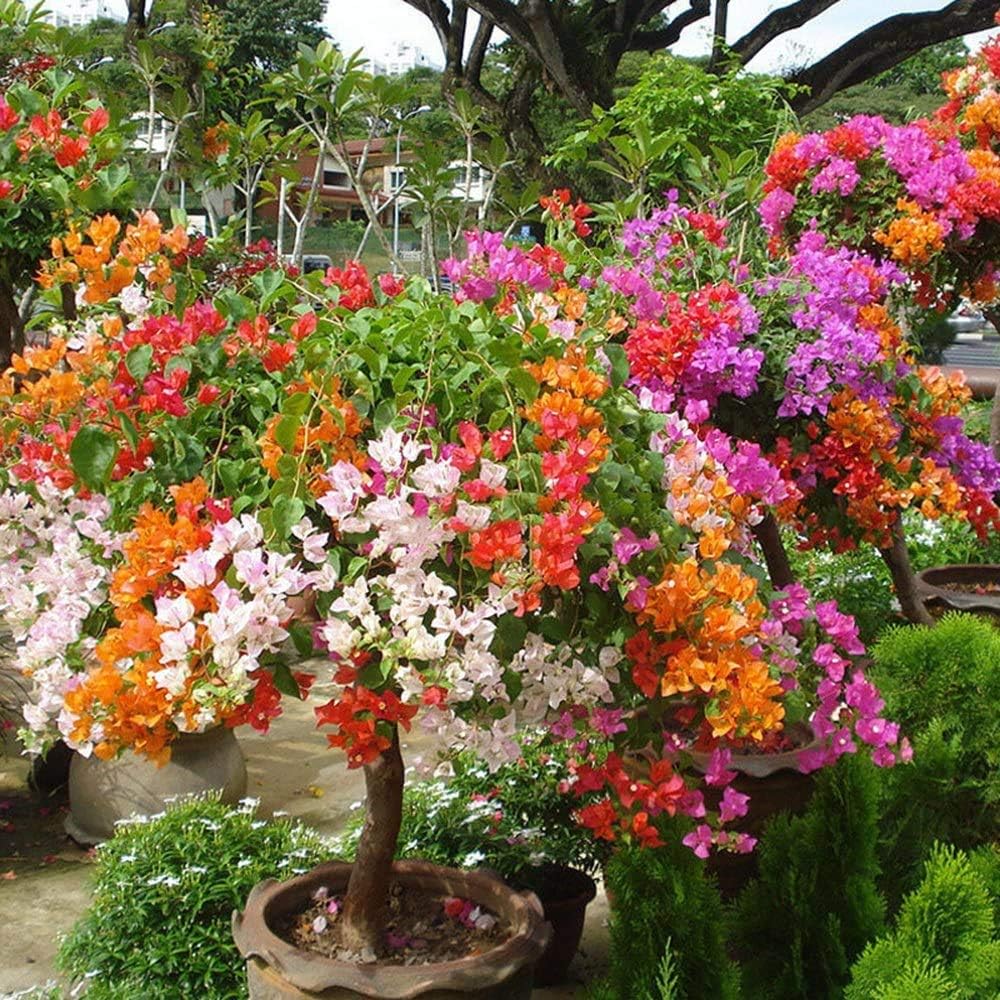 Heirloom Bougainvillea Flower seeds for Planting Pollinator Friendly Heirloom & GMO Free Seeds for Home Garden