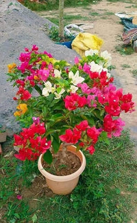 Burgundy Bougainvillea Flower Seeds for Planting – Compact Growth Heirloom & NonGMO Seeds for Home Garden
 
 Sale