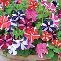 Petunia Mix Seeds for Planting  Colorful Annual Flowers