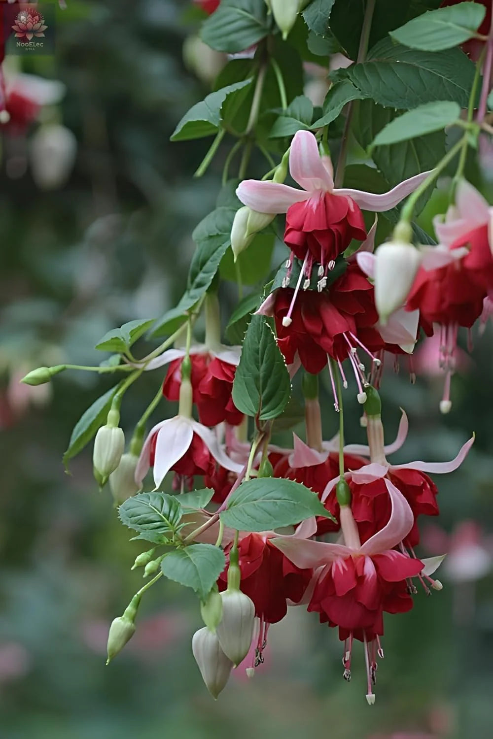 Fuchsia Flower seeds for Planting - Easy to Grow, Heirloom & GMO Free Seeds for Home Garden