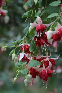 Fuchsia Flower seeds for Planting - Easy to Grow, Heirloom & GMO Free Seeds for Home Garden