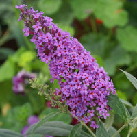Buddleia Flower Seeds for Planting - Mixed Varieties