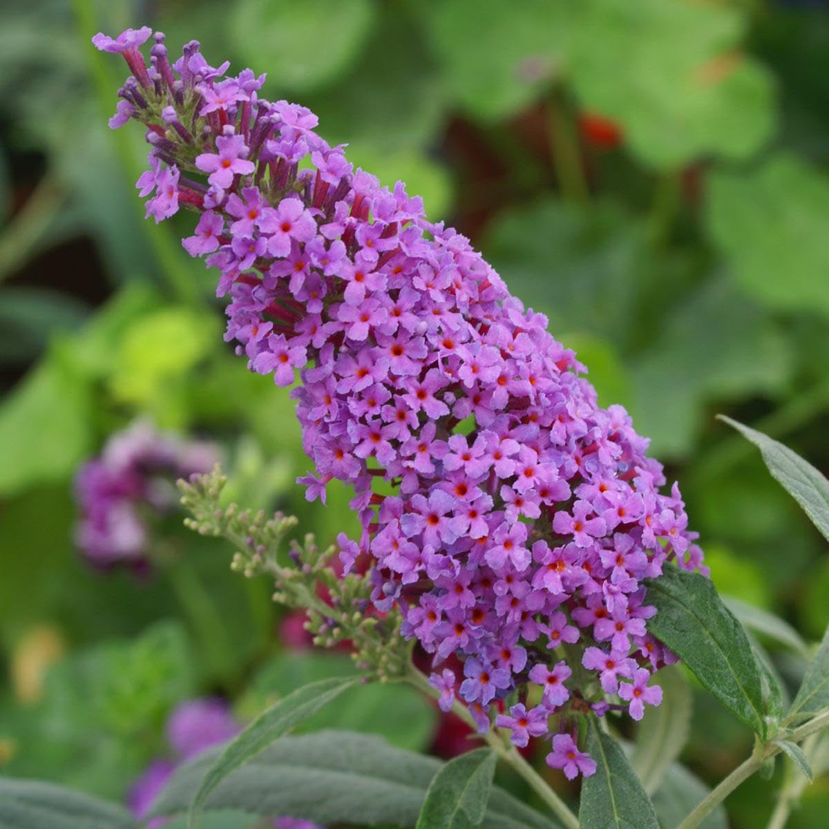 Buddleia Trikolore Flower seeds for Planting Premium Quality Heirloom & GMO Free Seeds for Home Garden 
 
 Sale