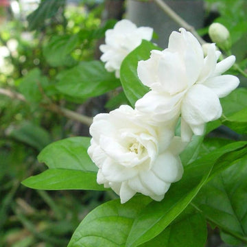 White Jasmine Flower seeds for Planting - Drought Tolerant, Heirloom & GMO Free Seeds for Home Garden