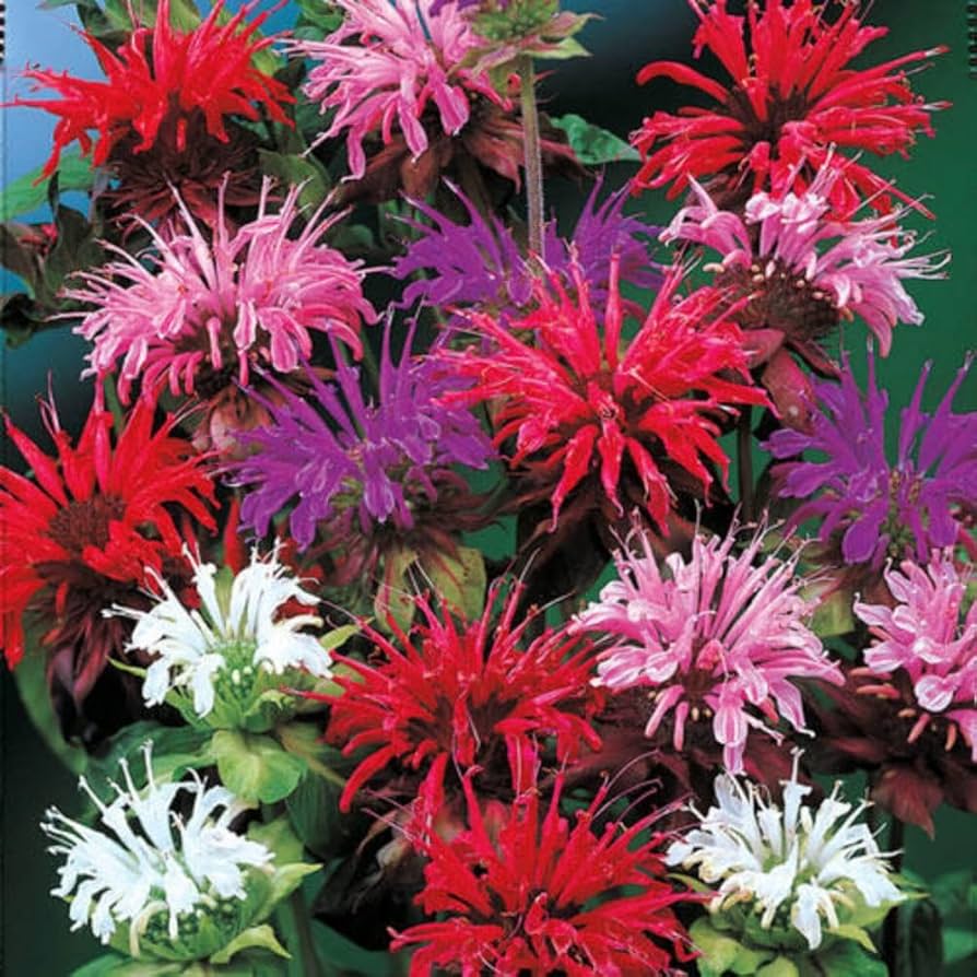 Mix Bergamot Flower seeds for Planting Pollinator Friendly Heirloom & GMO Free Seeds for Home Garden