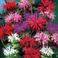 Mix Bergamot Flower seeds for Planting Pollinator Friendly Heirloom & GMO Free Seeds for Home Garden