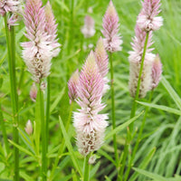 Celosia Piumato Pink Flamingo Seeds – Striking Pink Self-Seeding Annual Flowers