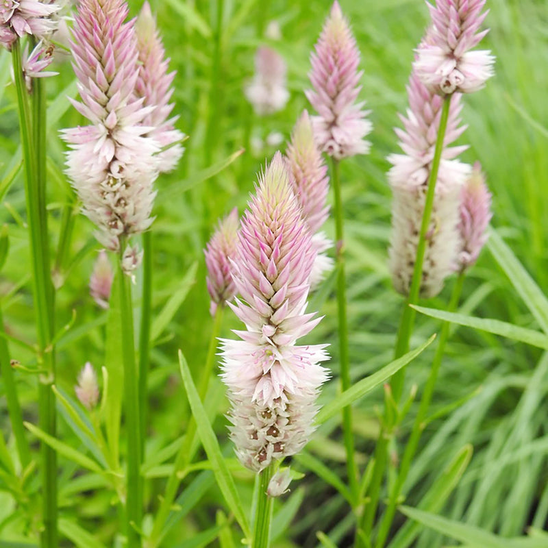 Celosia Piumato Pink Flamingo Seeds – Striking Pink Self-Seeding Annual Flowers
