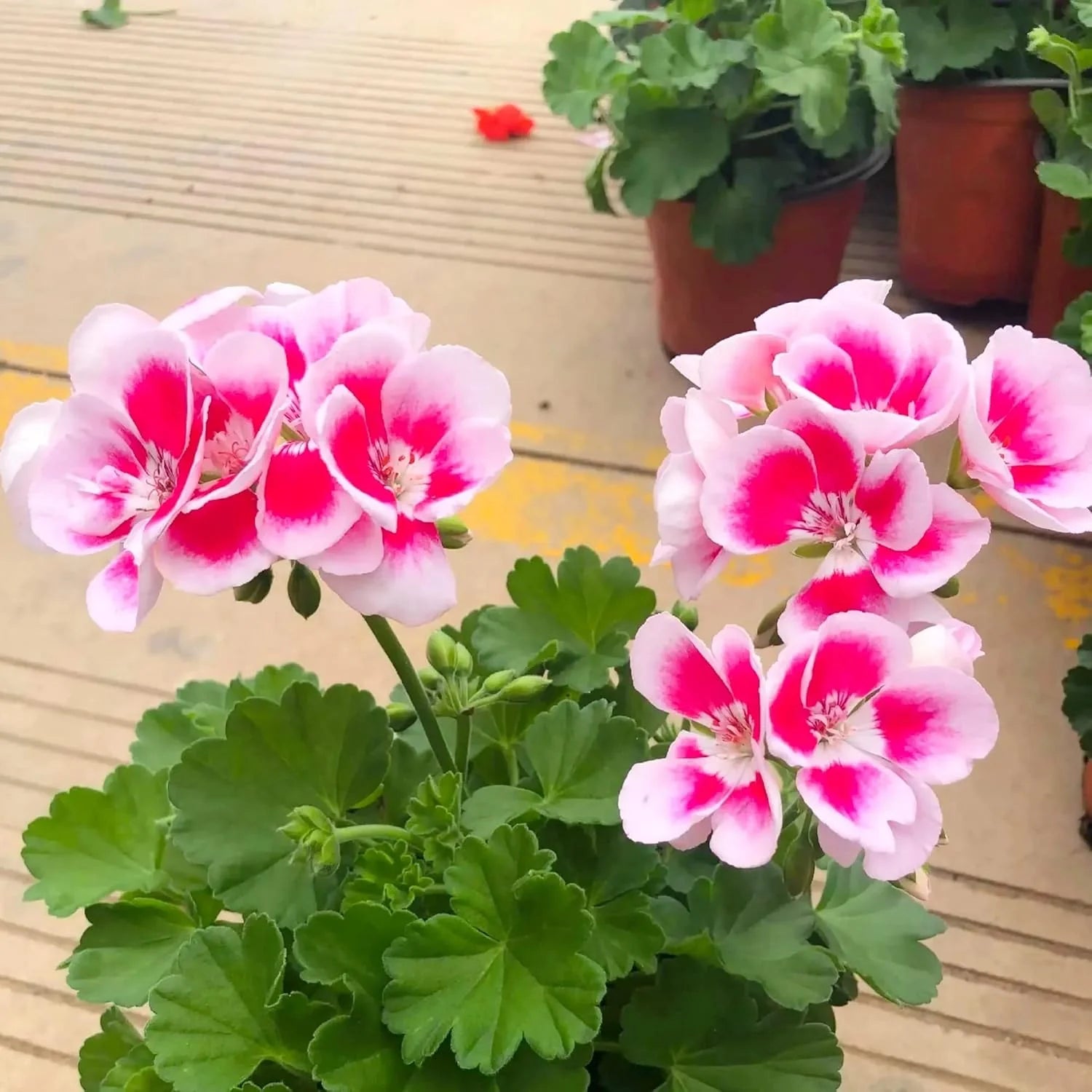 Geranium Pink Flower Planting Seeds for a Vibrant Garden