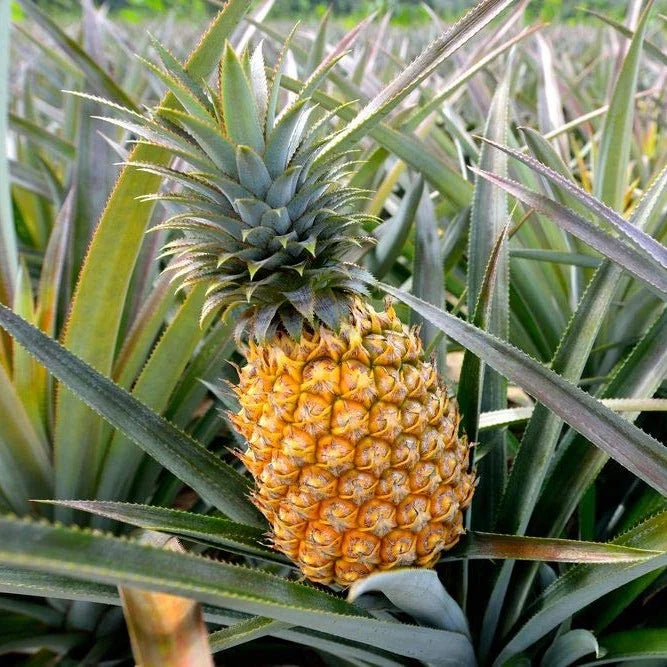 Pineapple Seeds for Planting  Grow Your Own Pineapple Fruits