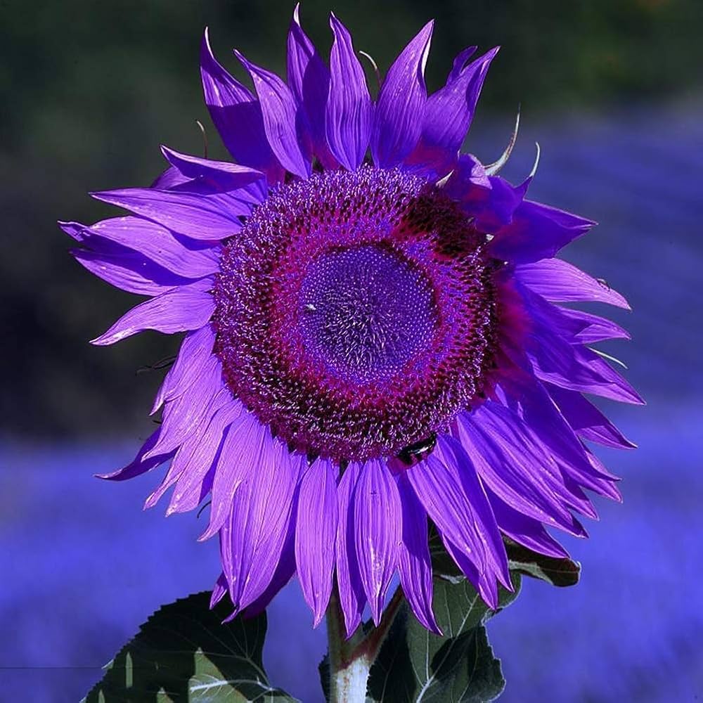 Violet Mini Sunflower Seeds  Ideal for Planting in Gardens