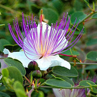 Purple Caper Bush Flower seeds for Planting - Low Maintenance, Heirloom & GMO Free Seeds for Home Garden