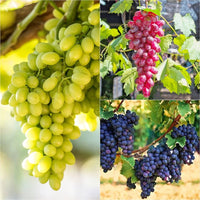 Mixed Grapes Seeds for Planting - Grow Your Own Delicious Grapes