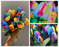 Rainbow Tulip Seeds – Mixed Garden Colors for Spring Flowering (Not Bulbs)