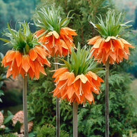 Fritillaria Flower seeds for Planting Cut Flower Favorite Heirloom & GMO Free Seeds for Home Garden 
 
 Sale