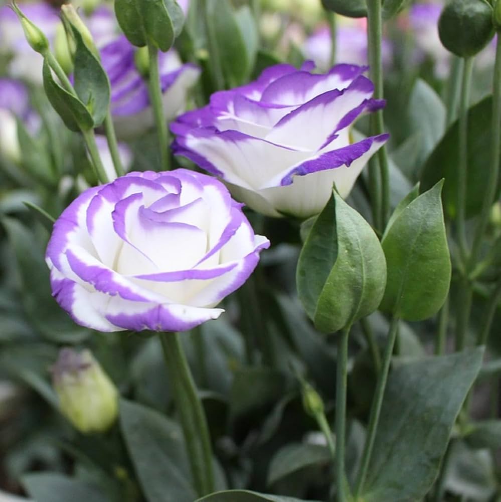 White & Blue Eustoma (Lisianthus) Flower seeds for Planting - Seasonal Bloomer, Heirloom & GMO Free Seeds for Home Garden