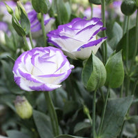 White & Blue Eustoma (Lisianthus) Flower seeds for Planting - Seasonal Bloomer, Heirloom & GMO Free Seeds for Home Garden
