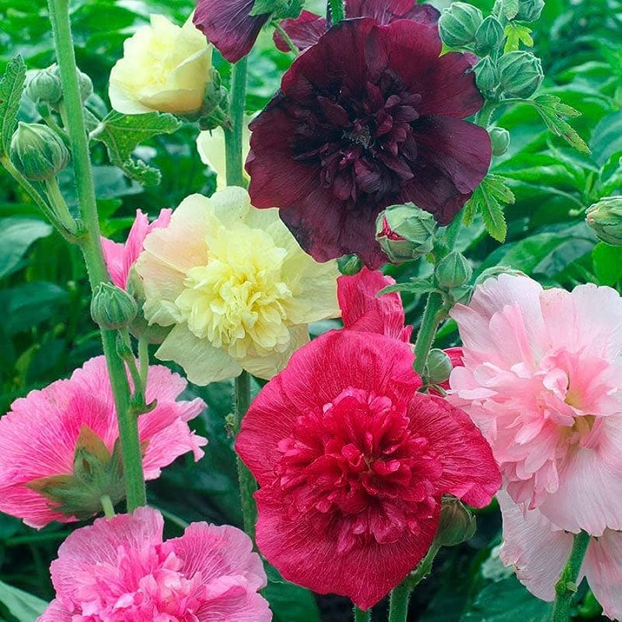 Hollyhock Carnival Flower seeds for Planting Sun Loving Heirloom & GMO Free Seeds for Home Garden