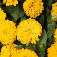 Dark Yellow Zinnia Flower seeds for Planting Cut Flower Favorite Heirloom & GMO Free Seeds for Home Garden