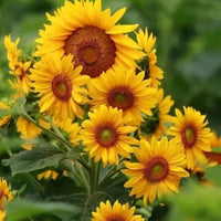 Sunflower Yellow Orange Flower seeds for Planting - Wildflower Mix, Heirloom & GMO Free Seeds for Home Garden