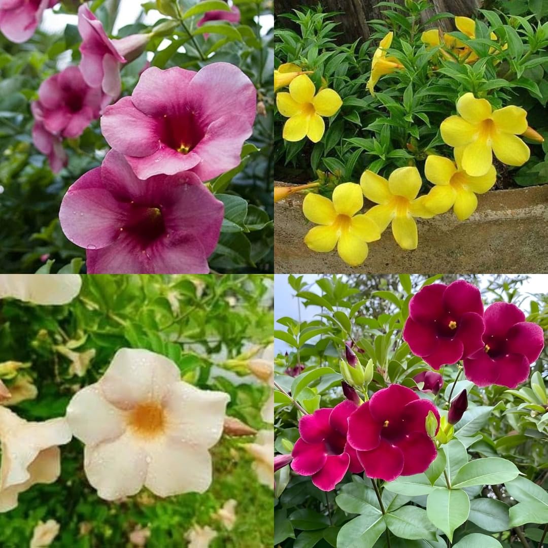 Mixed Mandevilla Sanderi Flower Seeds for Planting Heirloom and GMO Free Seeds for Home Garden Bright Blooms 
 
 Sale