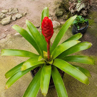 Red Bromeliad Plant Seeds for Colorful Indoor & Outdoor Planting