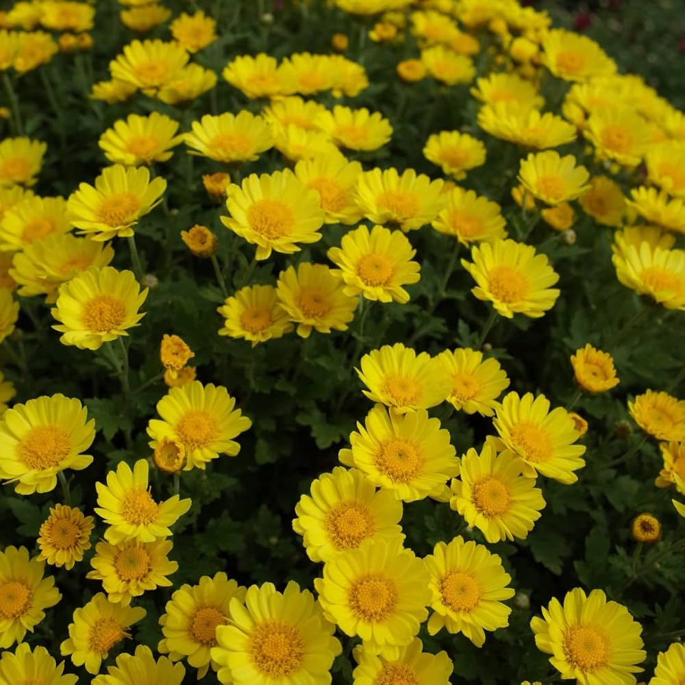 Marigold Chrysanthemum Flower seeds for Planting Seasonal Bloomer Heirloom & GMO Free Seeds for Home Garden