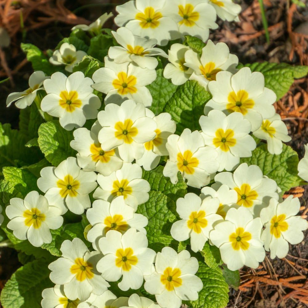 Cream Primula Malacoides Flower Seeds for Planting Vibrant Colors Heirloom & GMO Free Seeds for Home Garden
 
 Sale