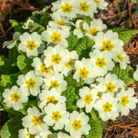Cream Primula Malacoides Flower Seeds for Planting Vibrant Colors Heirloom & GMO Free Seeds for Home Garden
 
 Sale