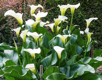 White Zantedeschia Aethiopica Flower seeds for Planting - Garden Favorite, Heirloom & GMO Free Seeds for Home Garden