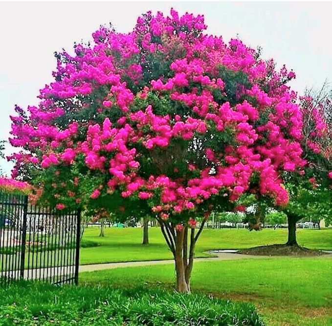 Crepe Myrtle Tree Seeds (Lagerstroemia Indica) for Stunning Flowering Trees