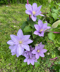 Clematis Blue Flower seeds for Planting - Colorful Display, Heirloom & GMO Free Seeds for Home Garden