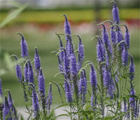 Speedwell Veronica spicata seeds for planting in flower borders