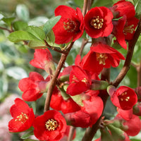 Chaenomeles Flower seeds for Planting - Cottage Garden Essential, Heirloom & GMO Free Seeds for Home Garden