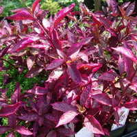 Purple Iresine Flower seeds for Planting - Drought Tolerant, Heirloom & GMO Free Seeds for Home Garden
