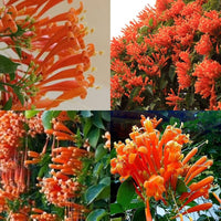 Pyrostegia Venusta Calathea Flower seeds for Planting Cut Flower Favorite Heirloom & GMO Free Seeds for Home Garden