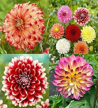 White Green Mixed Dahlia Flower Seeds for Planting Drought Tolerant Heirloom & GMO Free Seeds for Home Garden
 
 Sale