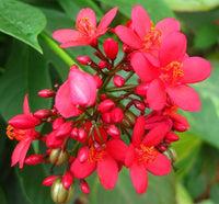 Jatropha Flower seeds for Planting Wildflower Mix Heirloom & GMO Free Seeds for Home Garden