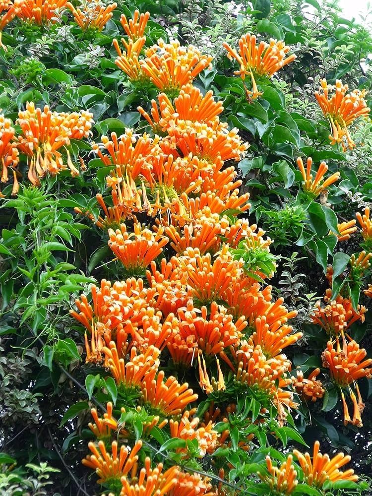 Yellow Pyrostegia Venusta Seeds Flower seeds for Planting Perfect for Borders Heirloom & GMO Free Seeds for Home Garden