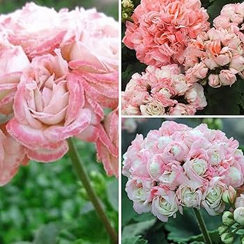 Light Pink Geranium Pelargonium Seeds for Planting Premium Quality Heirloom & GMO Free Seeds for Home Garden
 
 Sale