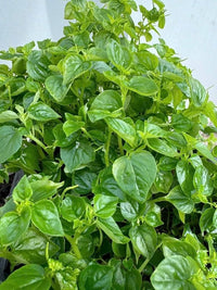 Heirloom Peperomia Pellucida Flower seeds for Planting Long Bloom Season Heirloom & GMO Free Seeds for Home Garden
