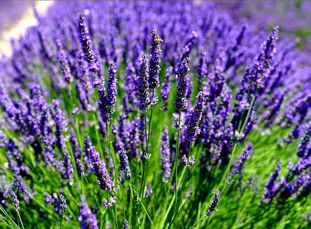 Violet Lavandula Angustifolia Flower Seeds for Planting Bright Blooms Heirloom & GMO Free Seeds for Home Garden
 
 Sale