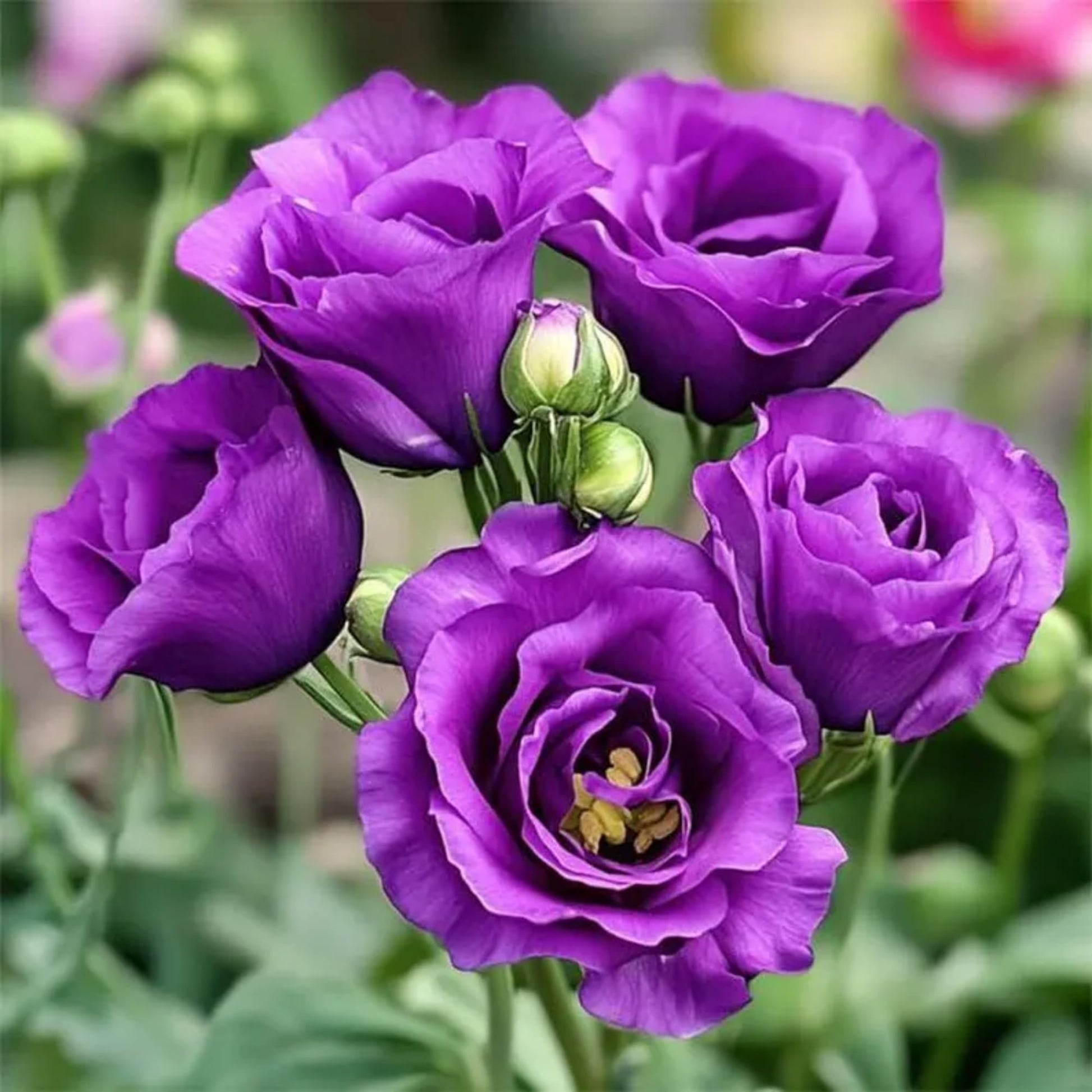 Purple Echo Lisianthus Flower seeds for Planting Long Bloom Season Heirloom & GMO Free Seeds for Home Garden