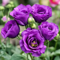Purple Echo Lisianthus Flower seeds for Planting Long Bloom Season Heirloom & GMO Free Seeds for Home Garden