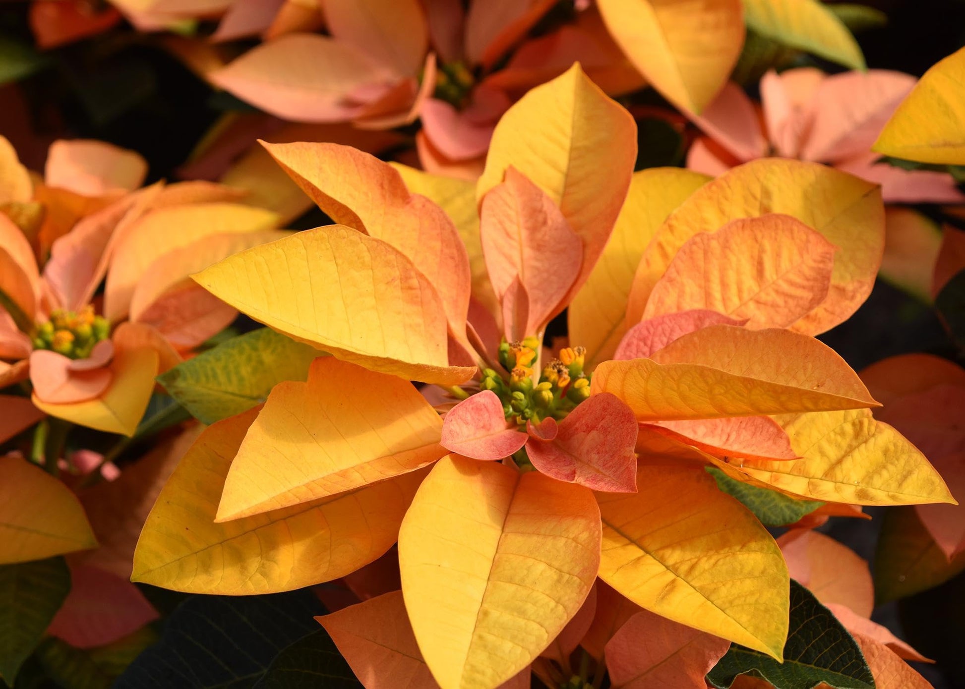 Orange Poinsettia Seeds Flower seeds for Planting Pollinator Friendly Heirloom & GMO Free Seeds for Home Garden