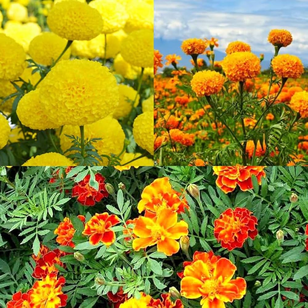 Marigolds Flower seeds for Planting Bright Blooms Heirloom & GMO Free Seeds for Home Garden